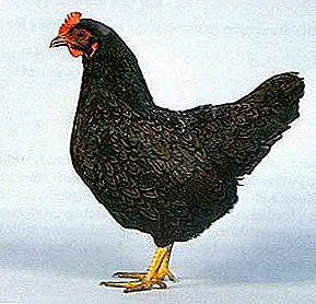Unique color and excellent quality - Barnevelder chickens