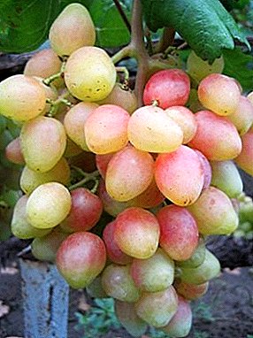 Berbagai anggur merah muda yang unik Angelica: deskripsi, karakteristik, kehalusan budidaya