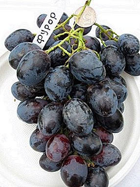 Uvas únicas com bagas de tamanho extraordinário - variedade Furor