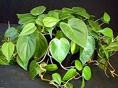 The unique fast-growing plant "Philodendron": home care, types