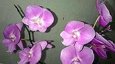 Planta única - Gran Orquídea Labio