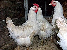 Raza universal para granja - pollos Hércules