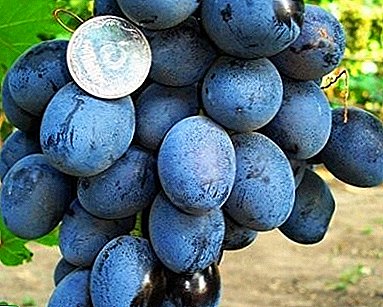 Universal and tasty grapes "Beauty Beams"