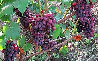 Universal variety with excellent taste - Kishmish Jupiter grapes