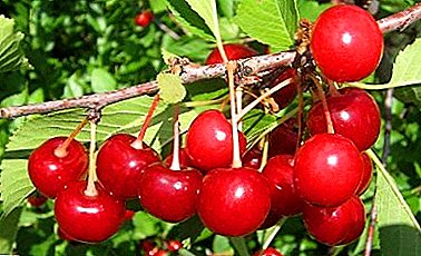 Versatile variety with excellent taste - Cherry Rovesnitza