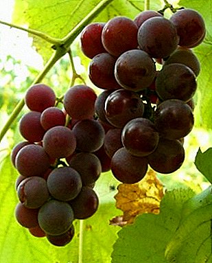 Universal grape "Lydia"