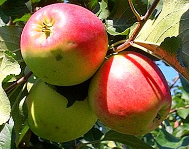 Universal variety of apples with a high content of vitamins - Uspensky