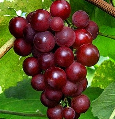 Universal table grape variety "Alexander": description and characteristics