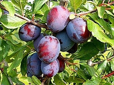 Universal creation of breeders - the “Zarechnaya early” plum
