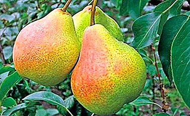Harvest and winter-hardy pear variety “Hera”: description and photo