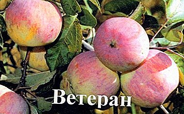 Oogst en winterharde variëteit aan appelbomen Veteraan