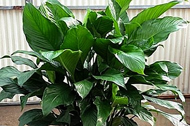 Conditions for keeping spathiphyllum. Why doesn't the plant bloom?
