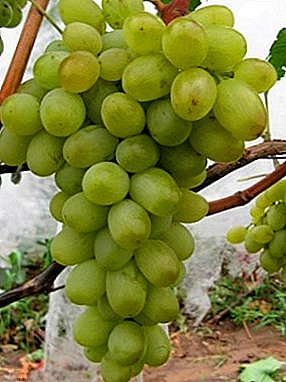 高度でスケールの異なるブドウ品種「Zaporozhyeへの新しい贈り物」