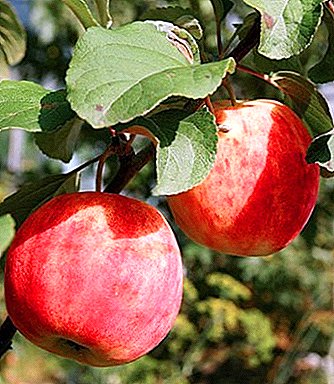 Resistant to scab damage and not afraid of the cold apple variety Gornist