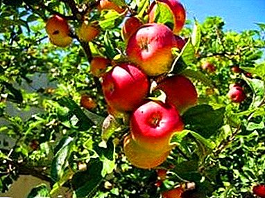 Resistant to scab and frost - Altai Rudy apple tree