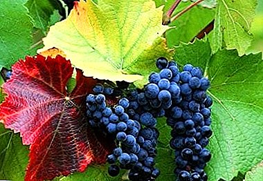 Resistent vin utvalg - Krassen druer