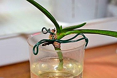 Epäasianmukaisen orkideahuollon seurausten poistaminen: miten kasvattaa phalaenopsiksen juuria?