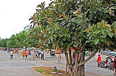 عملاق منقوش من الهند - Ficus Tineke أو مطاطي مرن