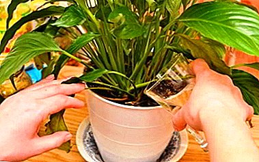 Welche Bedeutung hat Dünger für Spathiphyllum? Wann füttere ich eine Pflanze und wie geht das?