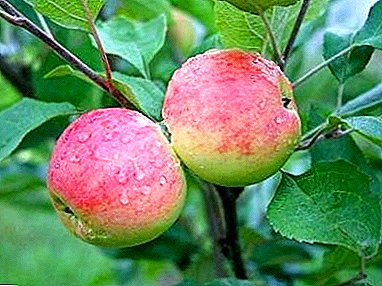 У воћу јабуке донирајте јабуке Грусхевка Московскаиа