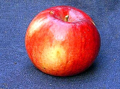 هل تحتاج إلى تفاح مثالي لصنع العصير؟ زرع مجموعة متنوعة من "ذاكرة Ulyanischeva"
