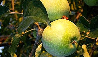 Zadovoljni boste s sadjem in dolgoročnim skladiščenjem različnih jabolk Kutuzovets