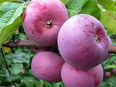 Du vil blive overrasket over den smukke og saftige frugt af det hviderussiske Malinovaya-æble