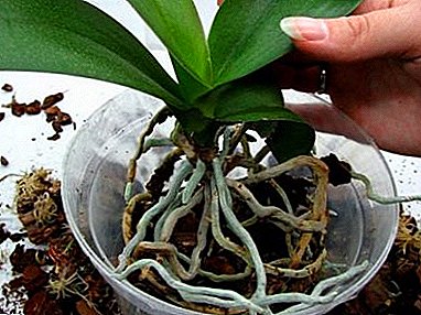 An important question: is it possible to replant an orchid when it blooms? Step by step instructions and care