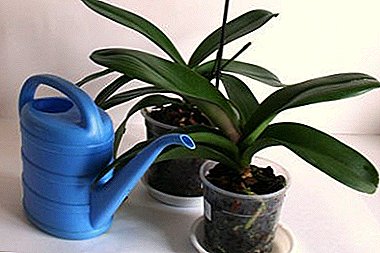 It is important for orchid life - how to water Phalaenopsis?