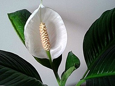 Is it important to immediately transplant purchased spathiphyllum, and how to do it right? Practical recommendations
