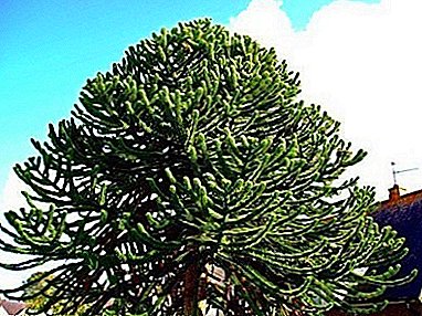 Araucaria Čílske Evergreen ihly