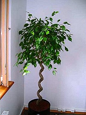 Evergreen piece of the tropics in your house - the ficus "Benjamin Mix"