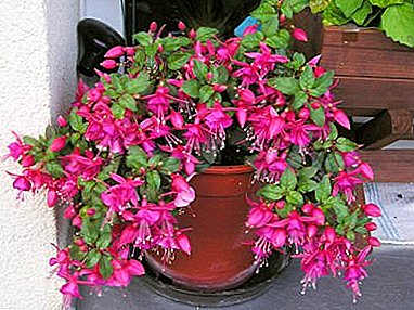상록 관목 자홍색 : 집에서 자라며 식물을 돌보는