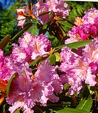 Rhododendron Yakushiman à feuilles persistantes