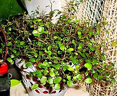 Mylenbekia planta ornamental Evergreen: Foto e Home Care