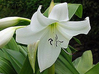 Giant "Crinum" - care at home for a flower and photo