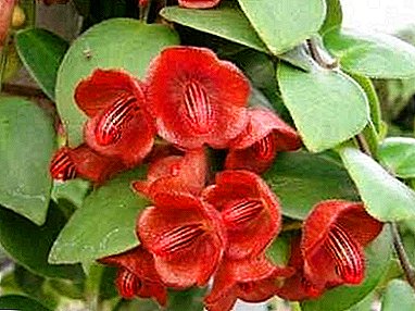 웅장한 장식용 꽃 "Esquinanthus": 그 종류와 사진