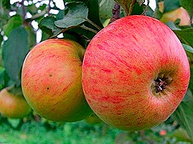 Buah-buahan cantik dengan aroma yang indah - varietas pohon apel "Orlik"