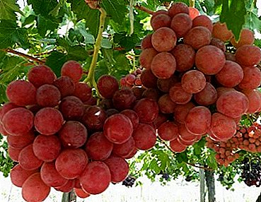 ゴージャスなハイブリッドブドウ品種のグルメ：栽培の説明と特徴