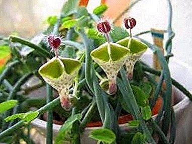 Magnificent perennial "Tsopegiya Sandersona": care at home, flowering, photo