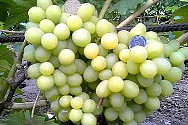 Magnificent hybrid variety of grapes - "Valek"
