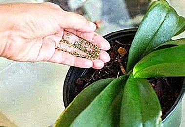Elija un fertilizante adecuado para la floración de orquídeas: ¿cómo alimentar a la planta para que dé a los niños?