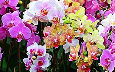 Escolhendo qual solo transplantar a orquídea: o que procurar e quais erros devem ser evitados?