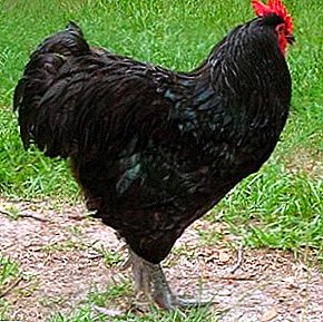 Vynikajúci úspech chovateľov hydiny - Master Gray Chickens