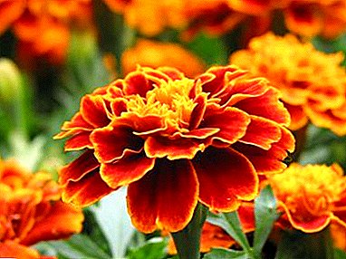 Types of marigolds: Pamostochie, Thin-leaved, Rejected. Care of these grassy plants for open ground