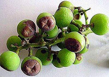 Tipos de podredumbre de uva y las formas más efectivas de tratamiento y prevención.