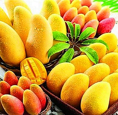 Los tipos y variedades de mango: fruta increíble con un sabor sorprendentemente rico.