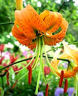 Species Lily Henry: description, photo and care at home