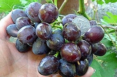 Druiven "Ayut Pavlovsky" - een hybride vorm van vroege rijping