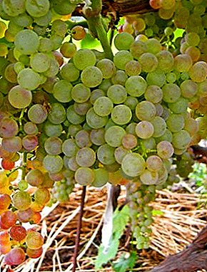 Grapes without seeds - table variety "Korinka Russian"